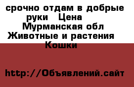 срочно!отдам в добрые руки › Цена ­ 1 - Мурманская обл. Животные и растения » Кошки   